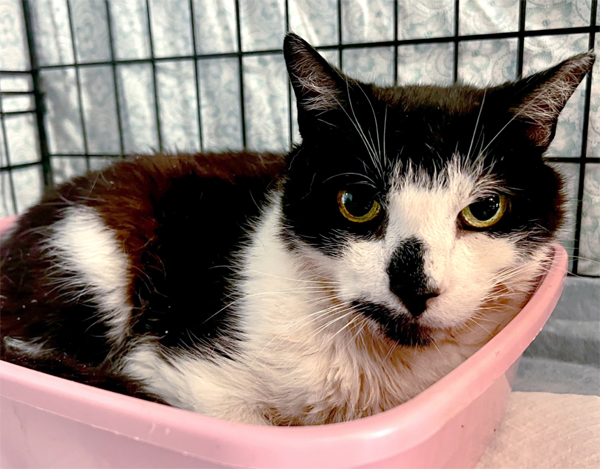Sal has been rescued and adopted! Please help our next cat in need.